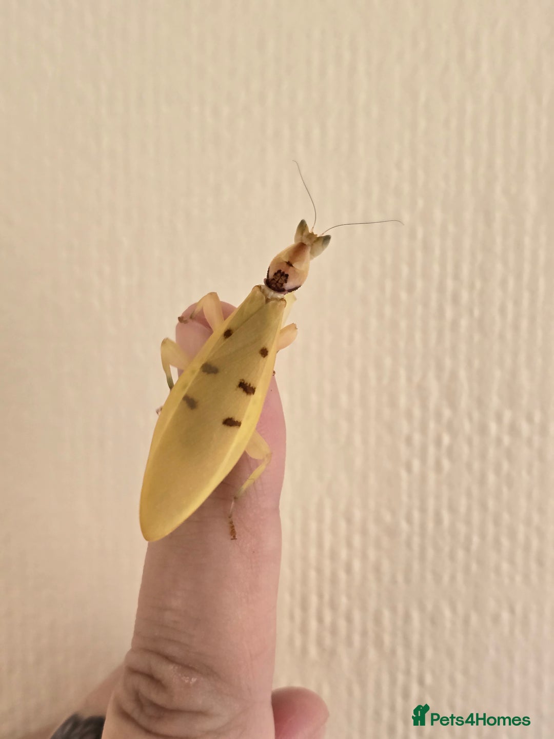 Praying Mantis invertebrates for sale: Helvia cardinalis( yellow orchid mantis) - Image 4