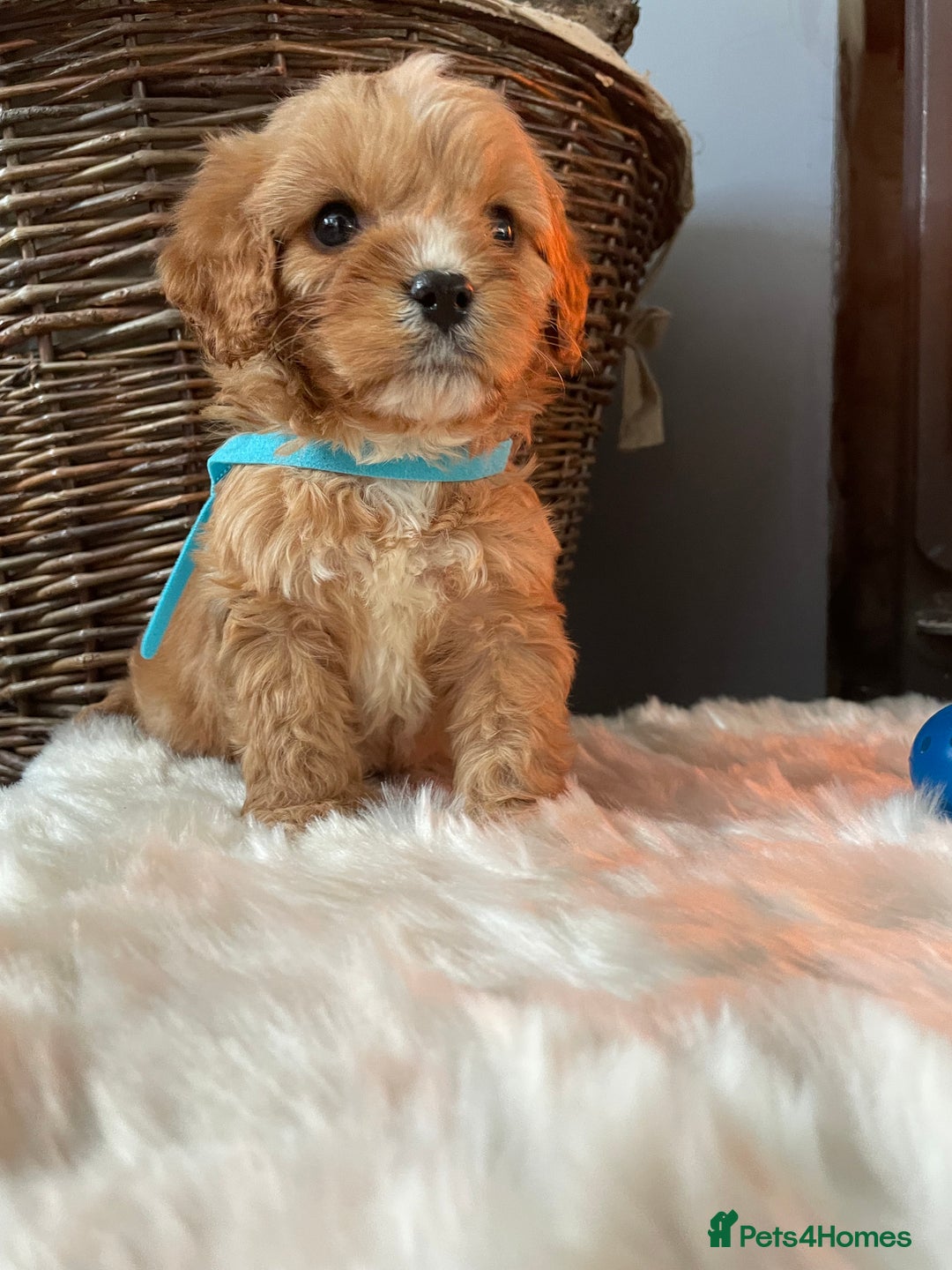 Cavapoo dogs for sale: Gorgeous Cavapoo Puppies - Advert 1