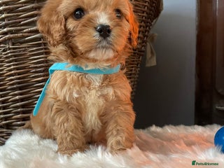 Cavapoo dogs Gorgeous Cavapoo Puppies - Advert 2