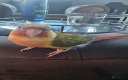 Conures birds for sale: Pineapple conure + full set up - Image 3