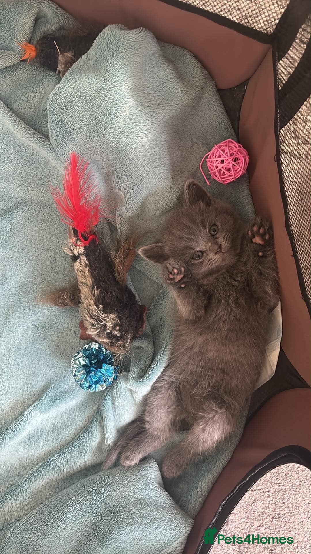 British Shorthair cats British shorthair kitten looking new home ❤️ - Advert 1