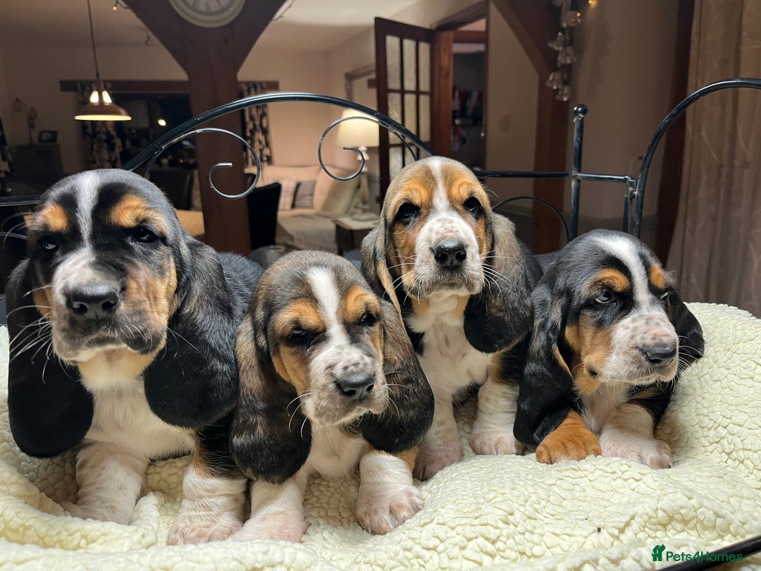 Basset Hound dogs for sale: Basset Hound puppies for sale - Advert 9