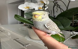 Budgerigars birds for sale: Hand Tame male crested baby budgie  - Image 3