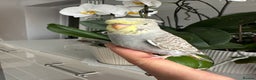 Budgerigars birds for sale: Hand Tame male crested baby budgie  - Advert 3