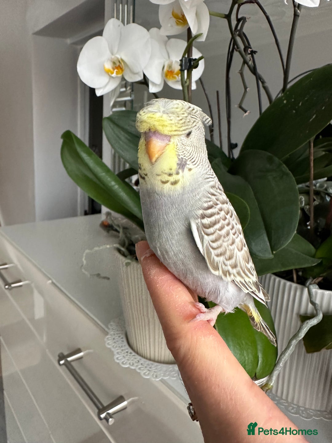 Budgerigars birds for sale: Hand Tame male crested baby budgie  - Image 3