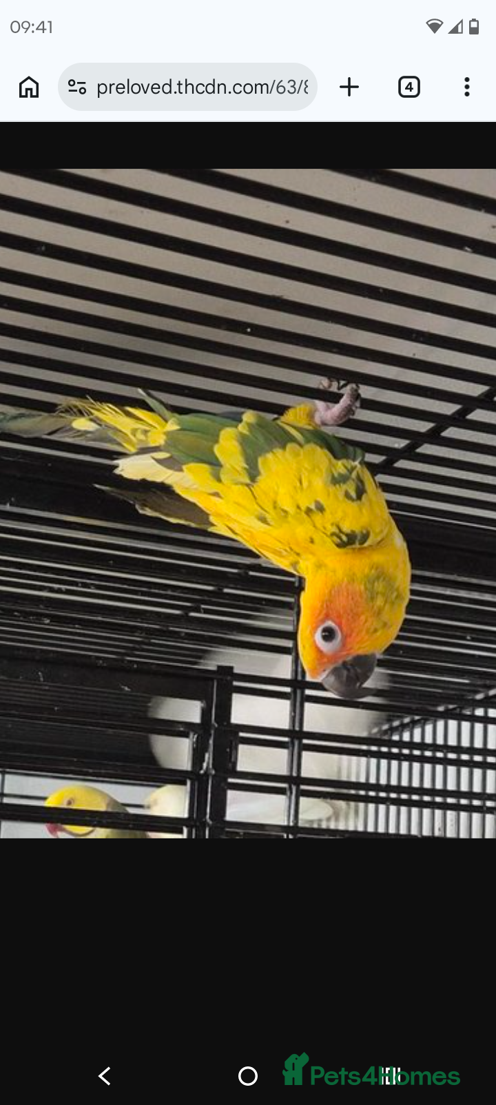 Parrots birds  5 month old Sun concure male - Advert 1