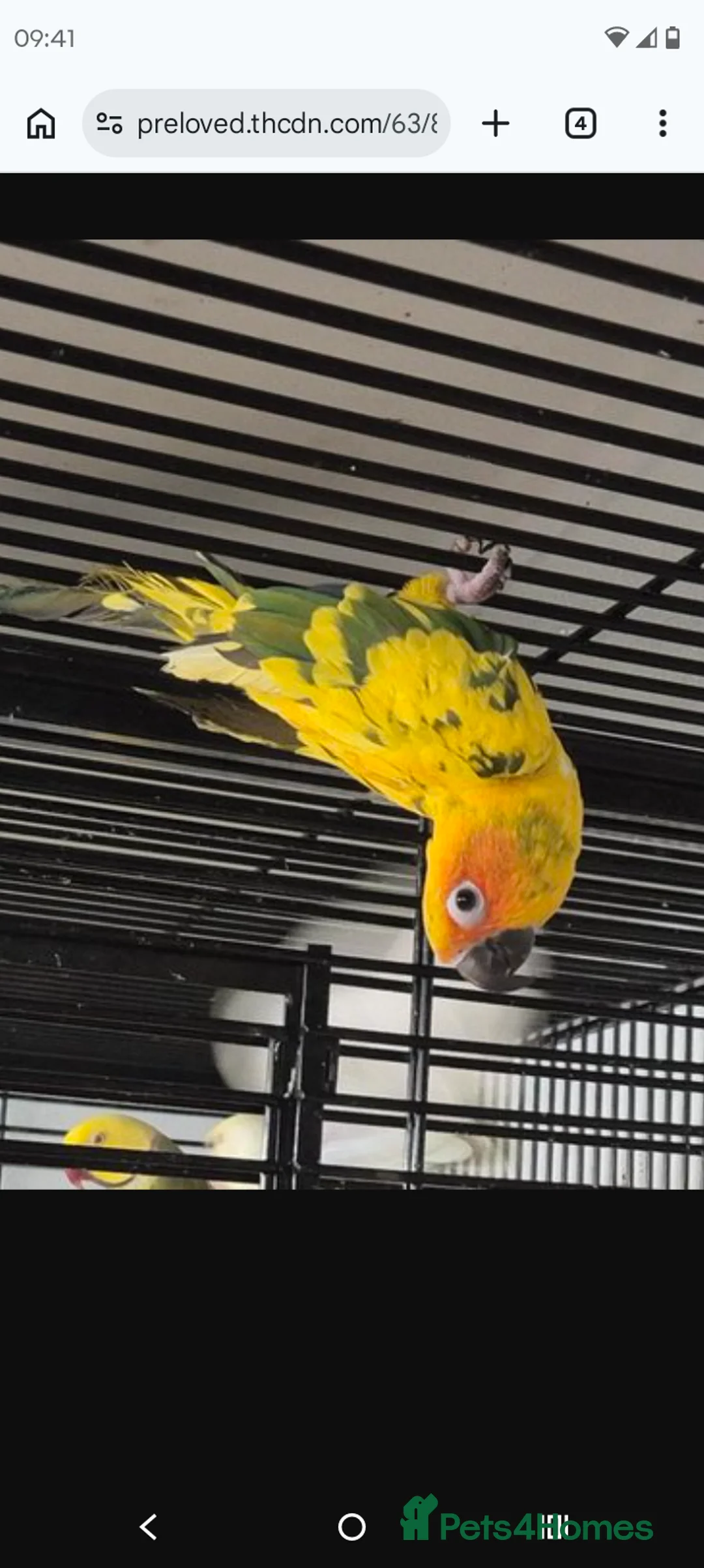 Parrots birds for sale:  5 month old Sun concure male - Advert 1
