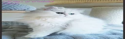 Persian cats for sale: Exeptionally Beautiful Chinchilla Persians - Advert 5