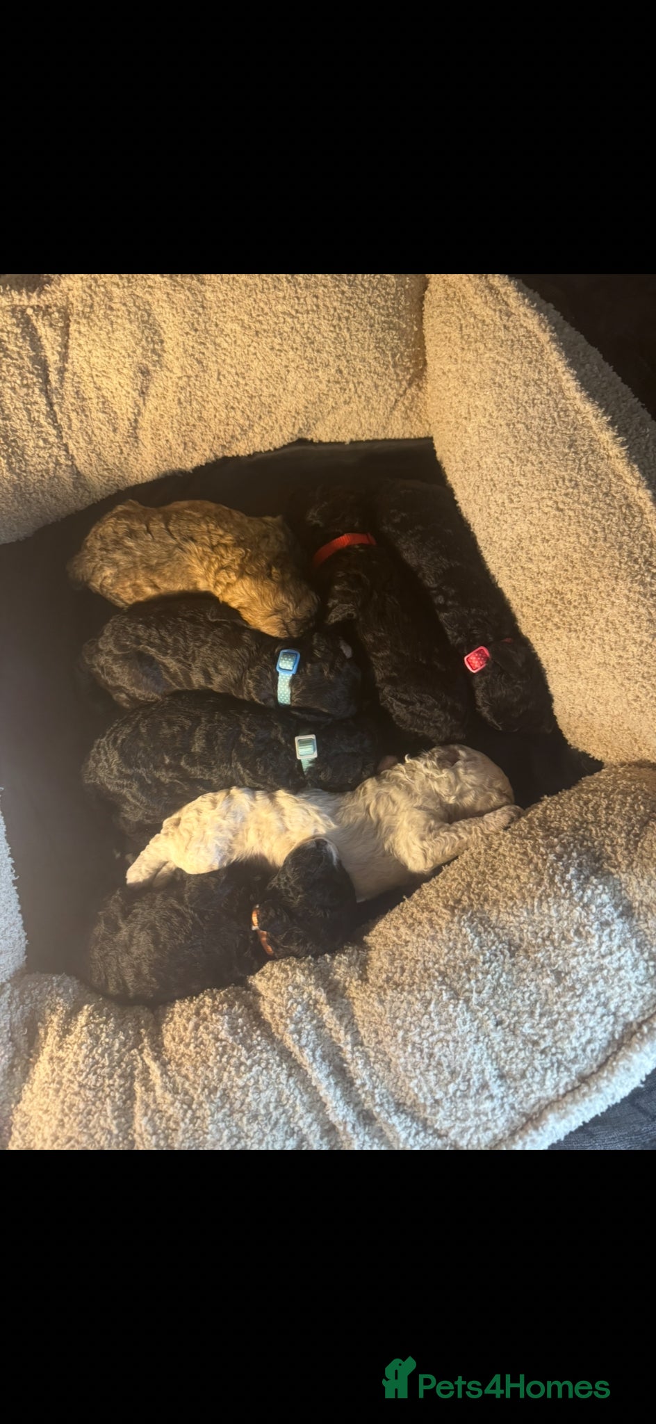 Miniature Poodle dogs Adorable miniature poodles for sale KC registered  - Advert 1