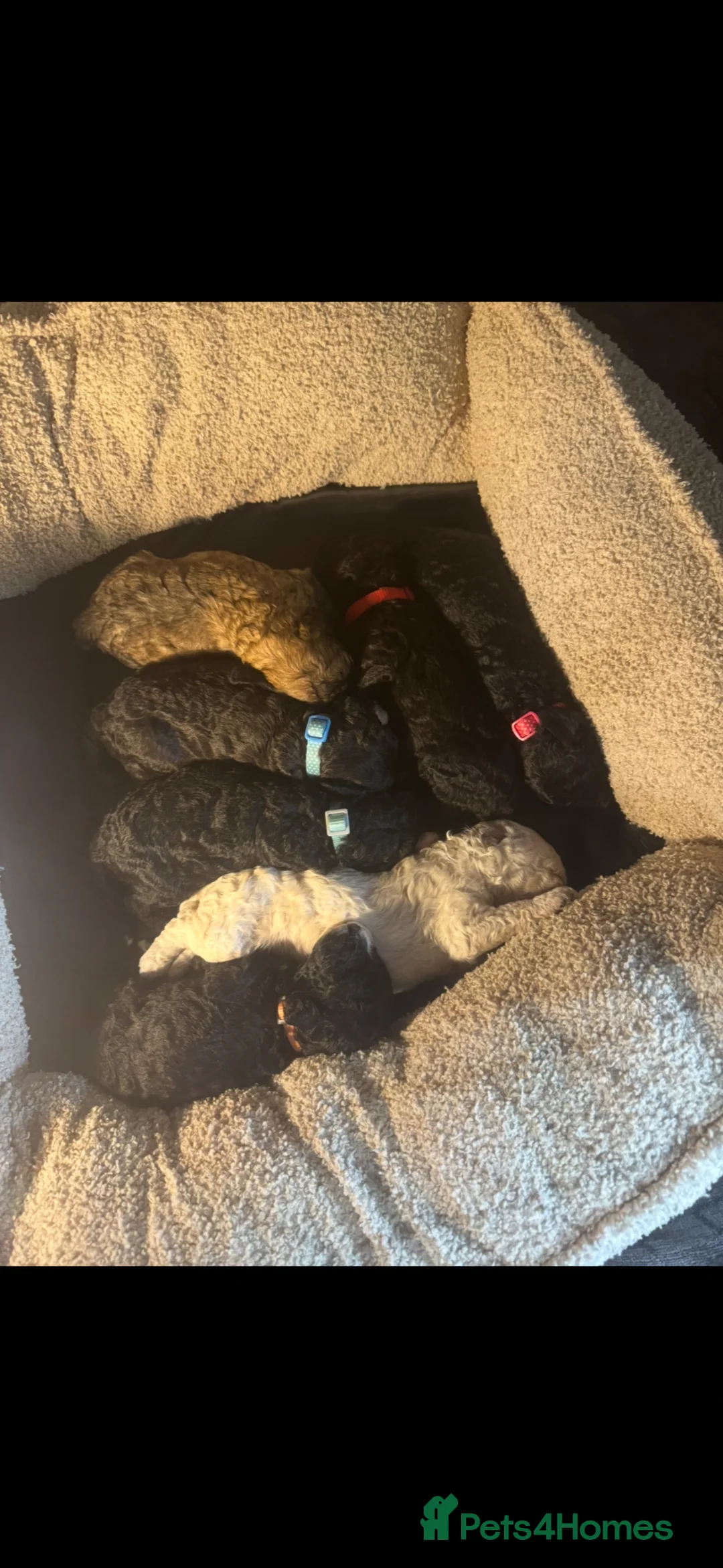 Miniature Poodle dogs for sale: Adorable miniature poodles for sale KC registered  - Advert 1