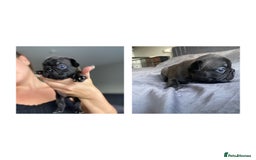 French Bulldog dogs for sale: French bulldog - Image 7