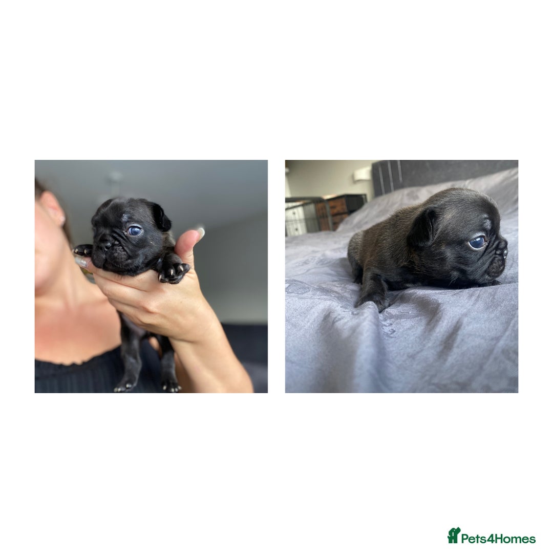 French Bulldog dogs for sale: French bulldog - Image 7