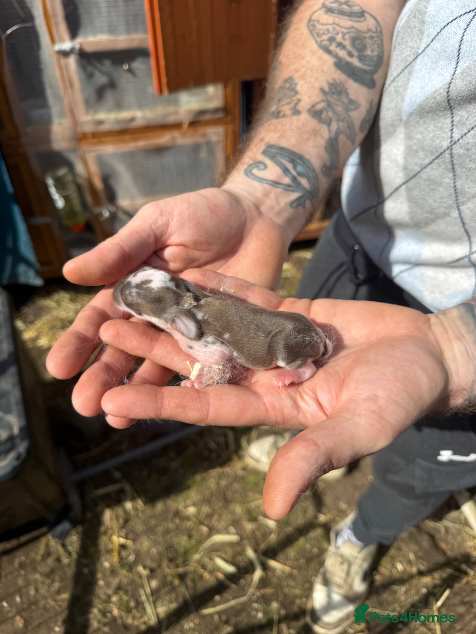 French Lop rabbits 6 x Giant French Lop Bunnies  - Advert 6