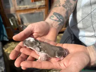 French Lop rabbits 6 x Giant French Lop Bunnies - Advert 6