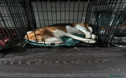 Beagle dogs for stud: TOP PRODUCING STUD CRUFTS QUALIFIED, CHAMPION BRED in Birmingham - Image 21