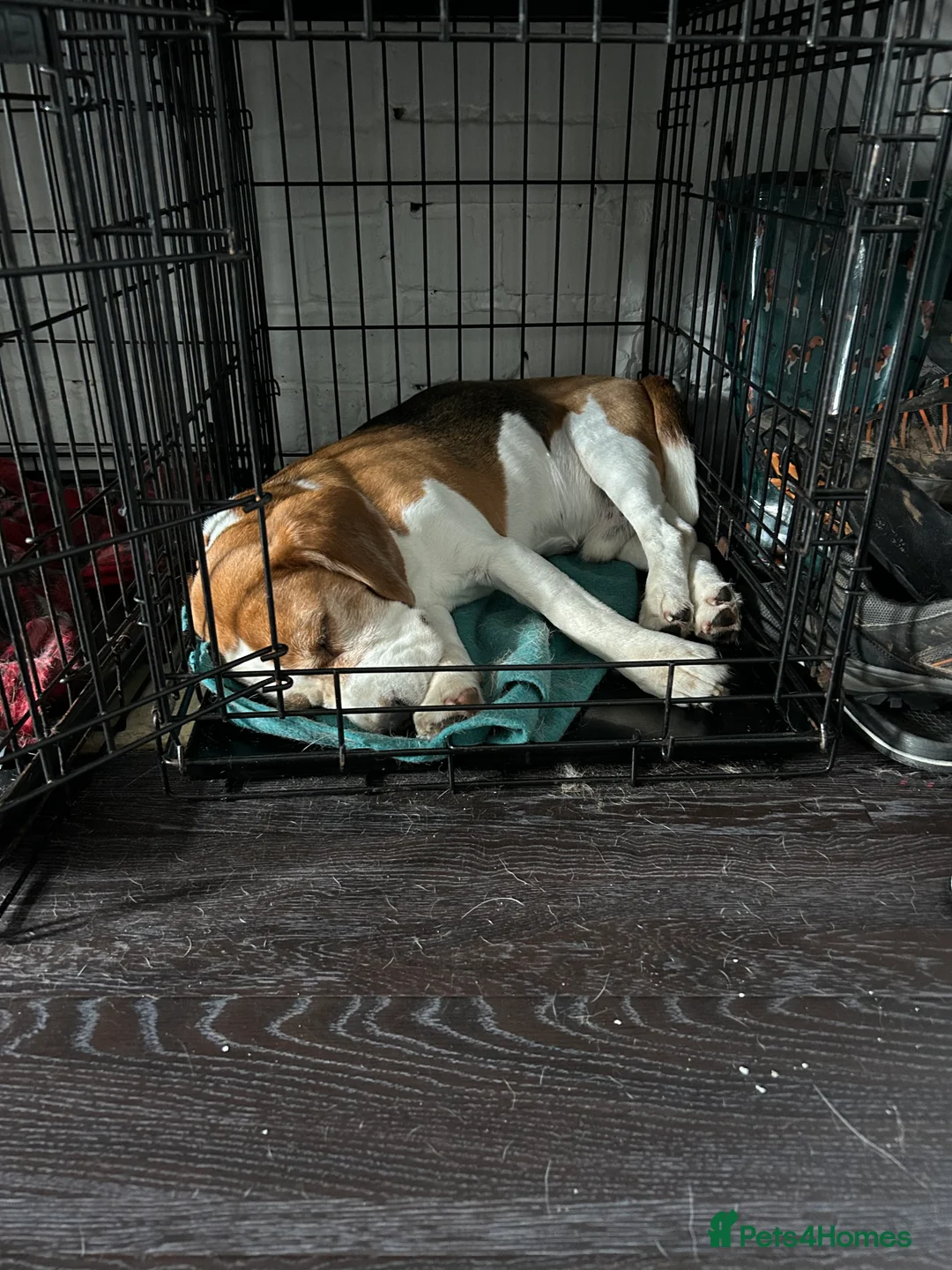 Beagle dogs for stud: TOP PRODUCING STUD CRUFTS QUALIFIED, CHAMPION BRED in Birmingham - Advert 22