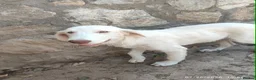 Mixed Breed dogs for adoption: Belce is a five month old Macedonian Rescue - Advert 4