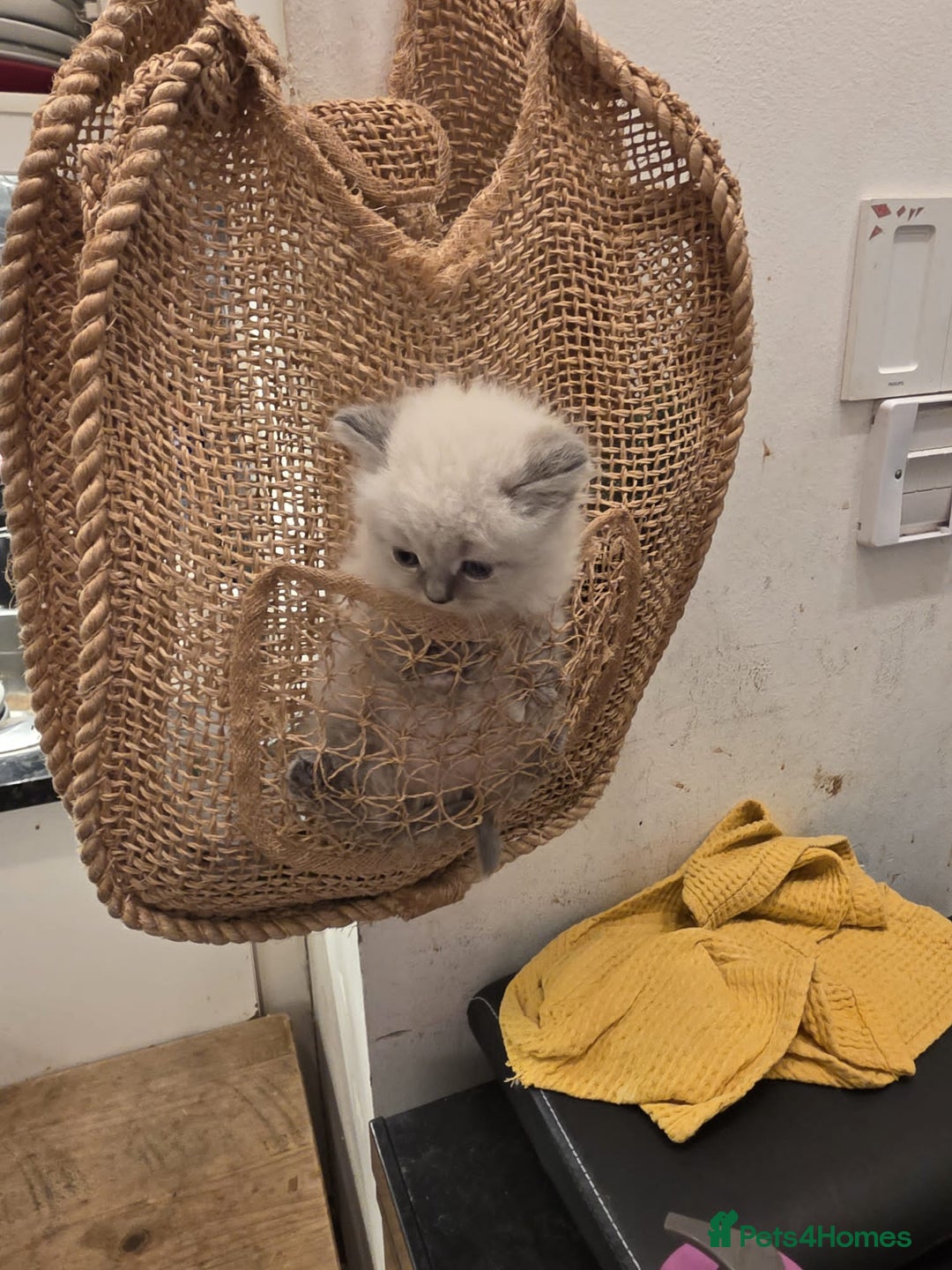 Siberian cats for sale: Siberian Kittens Super Friendly 💕🐾 - Image 27