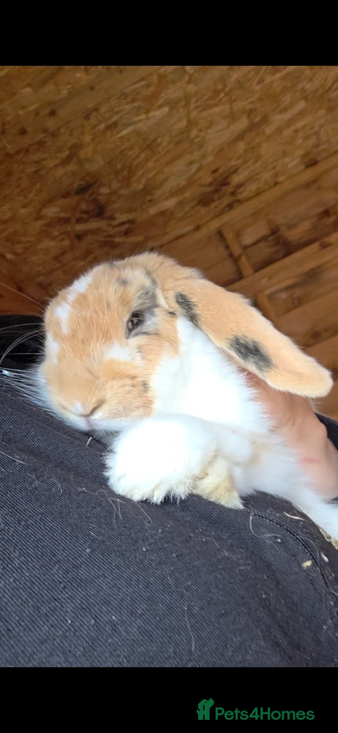 Mini Lop rabbits for sale: Mini Lop Rabbits Doe & very Playful Buck - Image 6