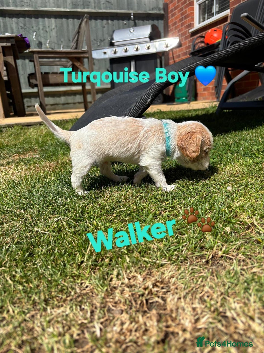 Cavachon dogs for sale: Cavalier King Charles x Cavachon - Image 27