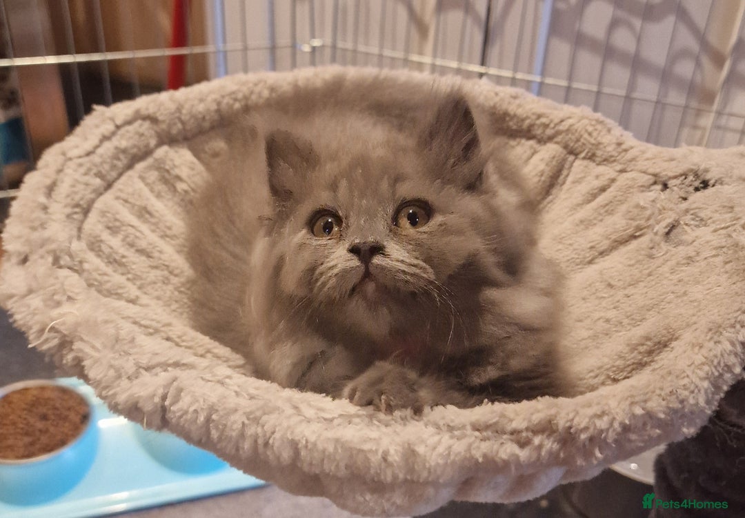 British Longhair cats for sale: Blue & Lilac Gorgeous British longhair kittens - Image 25