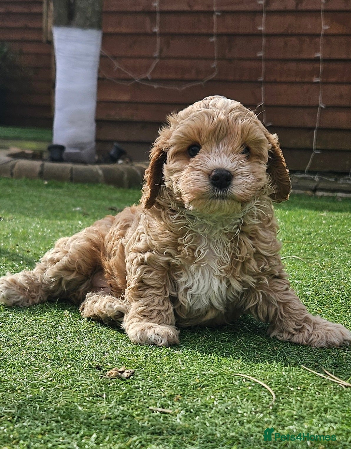 Cockapoo dogs  F1b toy American  cockerpoos  - Advert 18