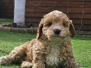 Cockapoo dogs F1b toy American cockerpoos - Advert 18