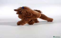 Cavapoo dogs for sale: Beautiful Litter Of F2b Cavapoos - Image 6