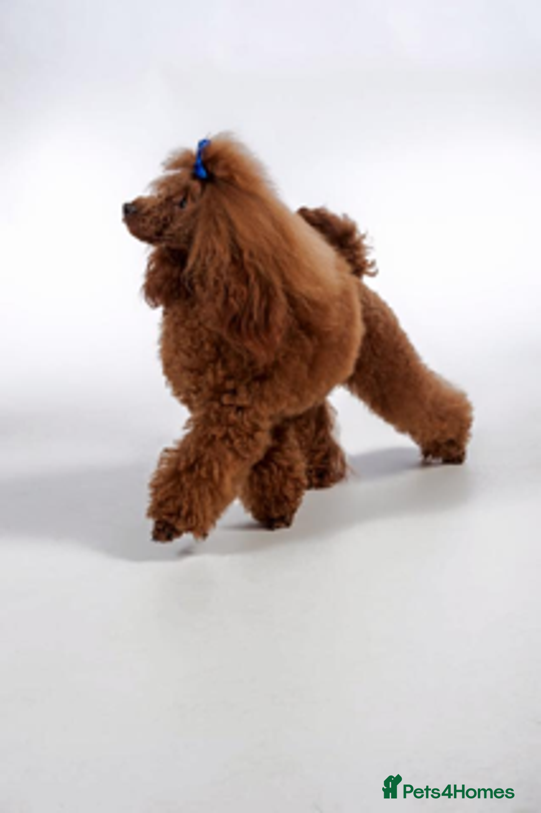 Cavapoo dogs for sale: Beautiful Litter Of F2b Cavapoos - Image 6
