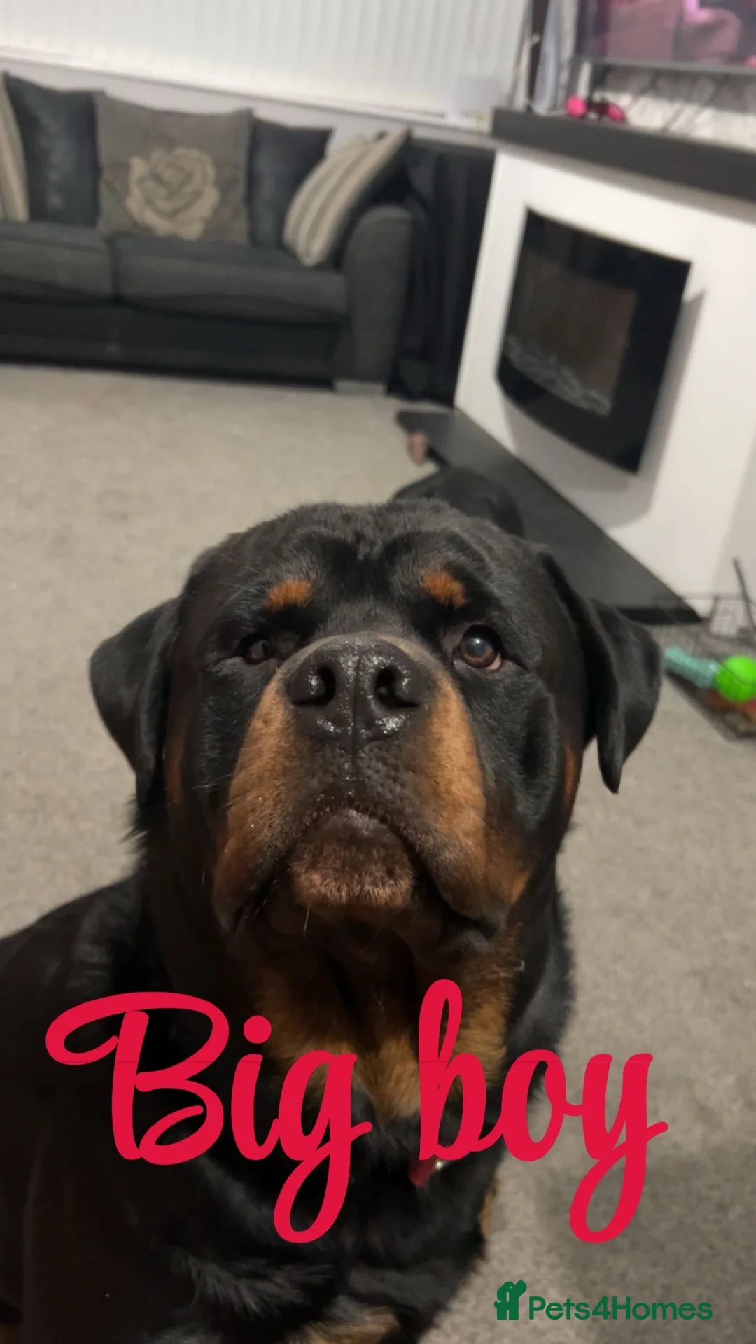 Rottweiler dogs for sale: Male Rottweiler  - Advert 2