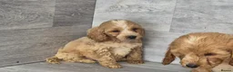 Cockapoo dogs for sale: Stunning red F1 cockapoo boys and girls READY NOW - Advert 12