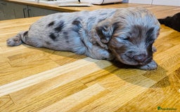 Cockapoo dogs for sale: Chocolate & Chocolate Merle Cockapoo Babies 🐾🐾🐾 - Image 14