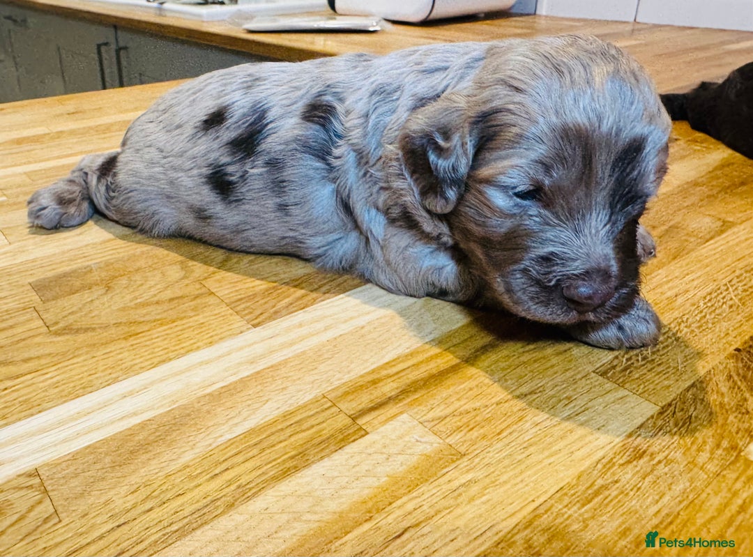 Cockapoo dogs for sale: Chocolate & Chocolate Merle Cockapoo Babies 🐾🐾🐾 - Image 14
