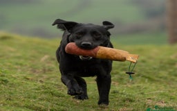 Labrador Retriever dogs for sale: KC Registered Health Tested Red & Black Labs - Image 8