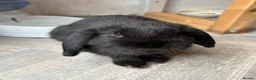 Mini Lop rabbits for sale: Mini lop bunnies ready now ❤️🐰 - Advert 14