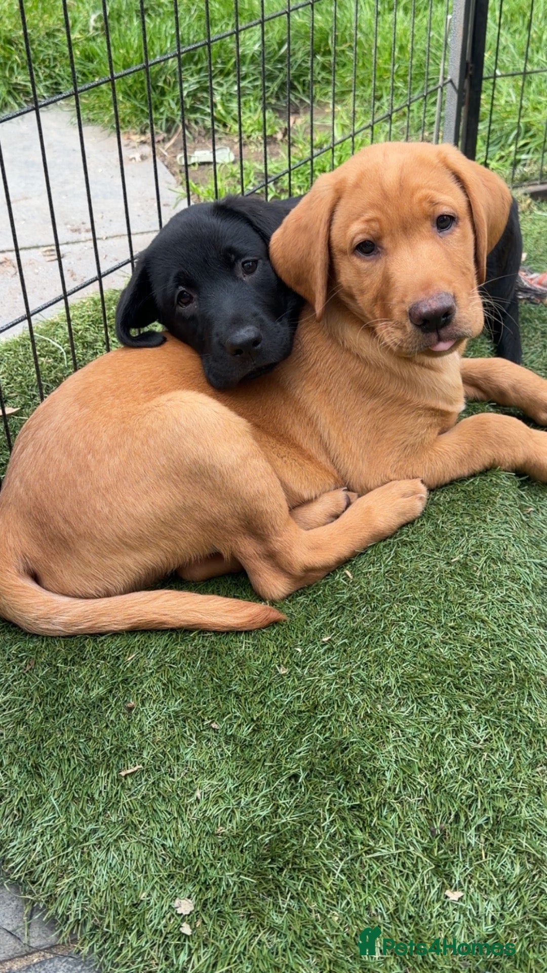 Labrador Retriever dogs Beautiful Labrador champion bloodline puppies - Advert 1