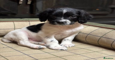 English Springer Spaniel dogs KC Springer Spaniel  - Advert 14