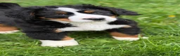 Bernese Mountain Dog dogs for sale: KC Bernese Mountain Dog Puppies - Advert 19