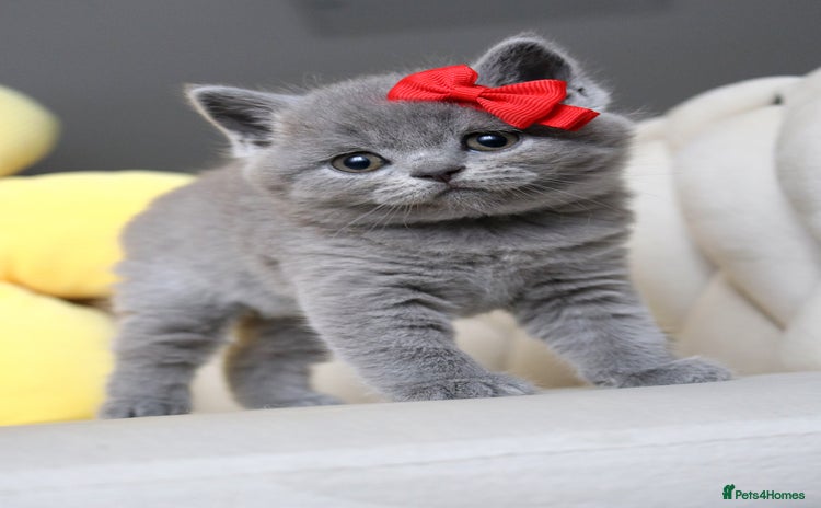 British Shorthair cats - Advert 2