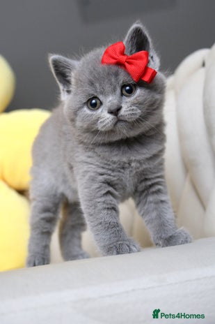 British Shorthair cats - Advert 1