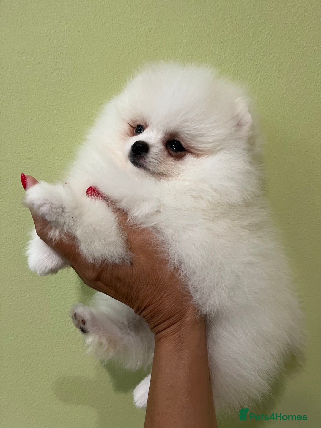 Pomeranian dogs for sale: Amazing Pom Puppies from Five Star breeder.  - Image 12