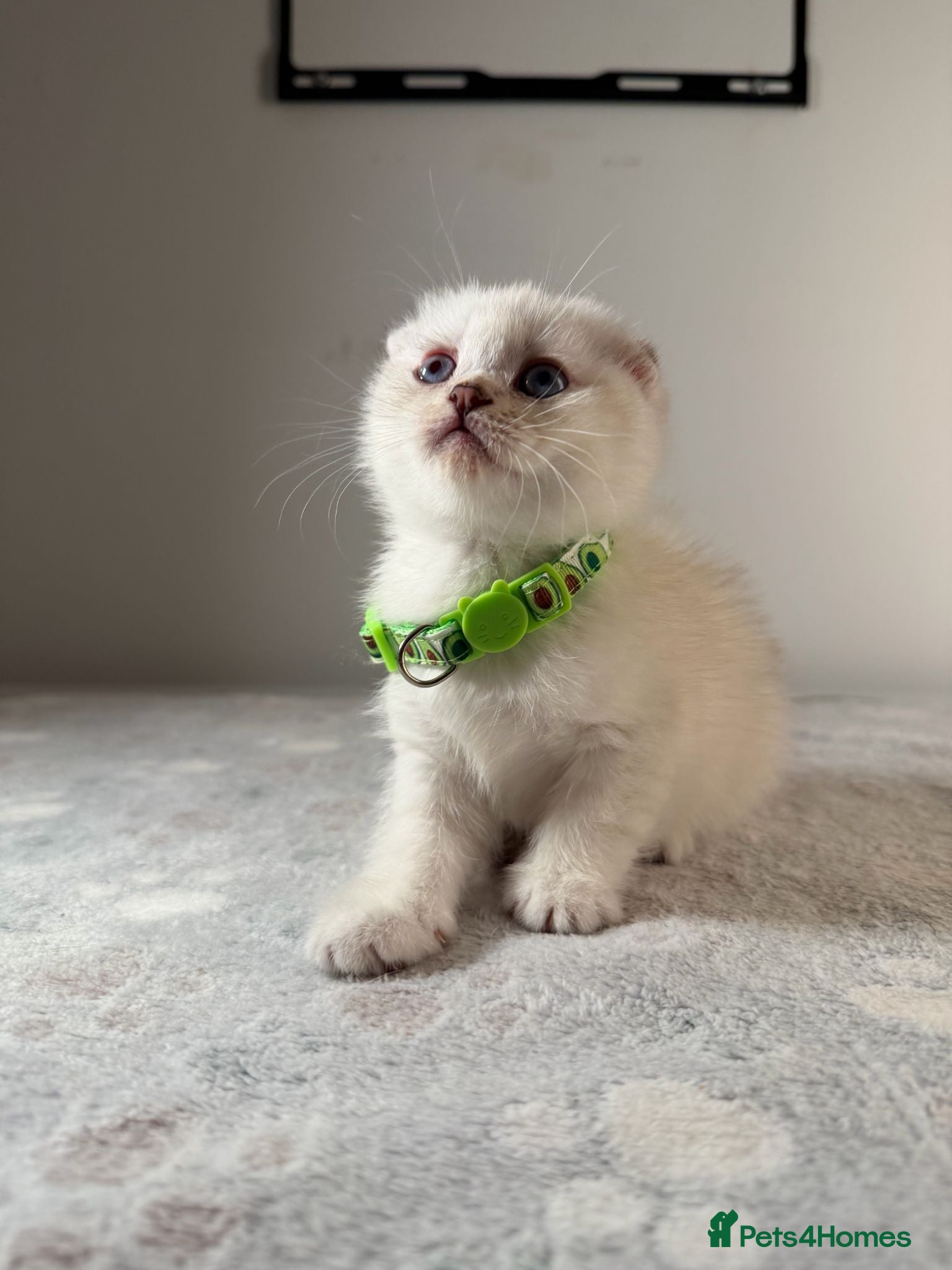 Scottish Fold cats ⭐️ 5 Beautiful Scottish Folds! ⭐️ - Advert 1