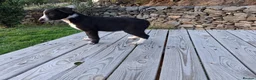 Border Collie dogs for sale: Gorgeous sheepdog puppies - Advert 6
