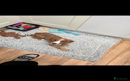 Cocker Spaniel dogs for sale: 15 week old Cocker spaniel girl  - Image 2