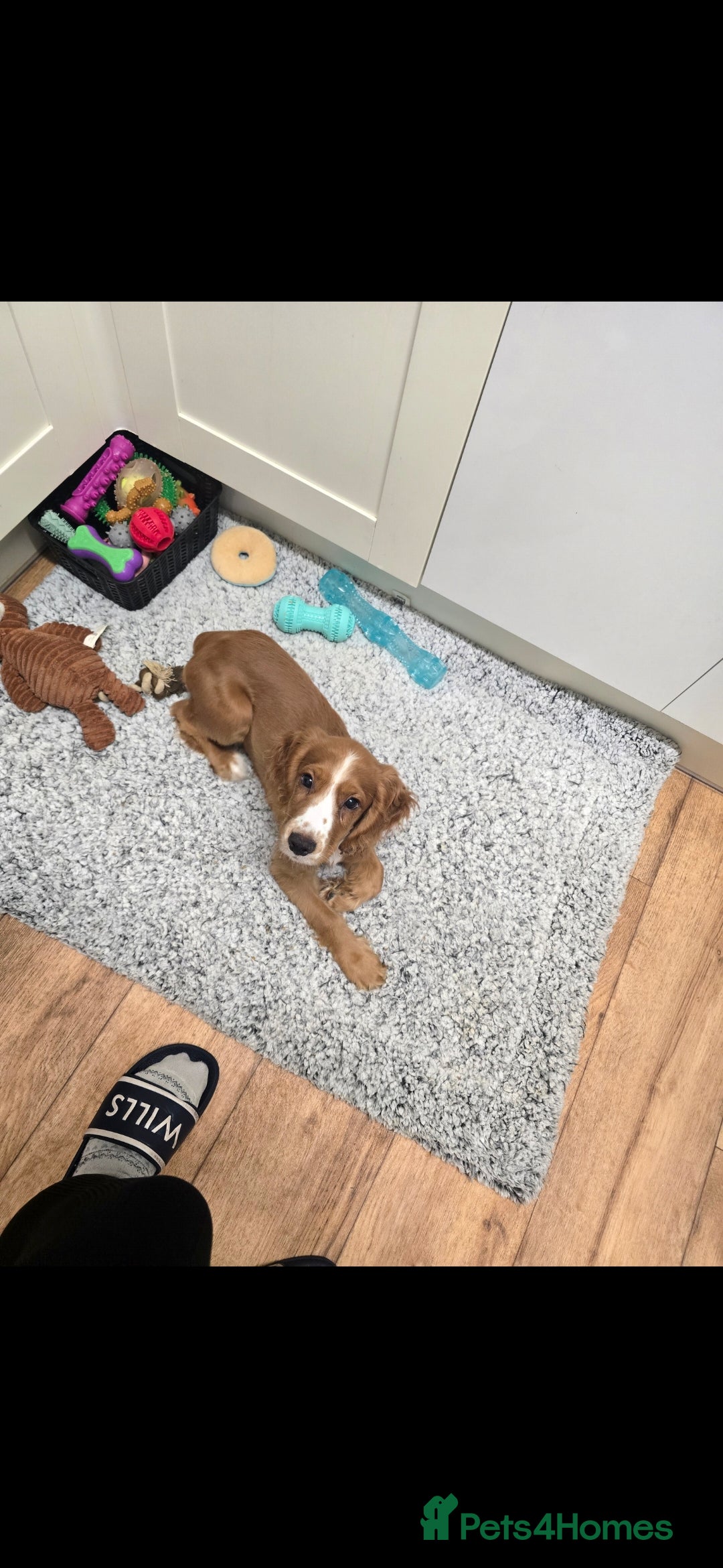 Cocker Spaniel dogs for sale: 15 week old Cocker spaniel girl  - Image 2