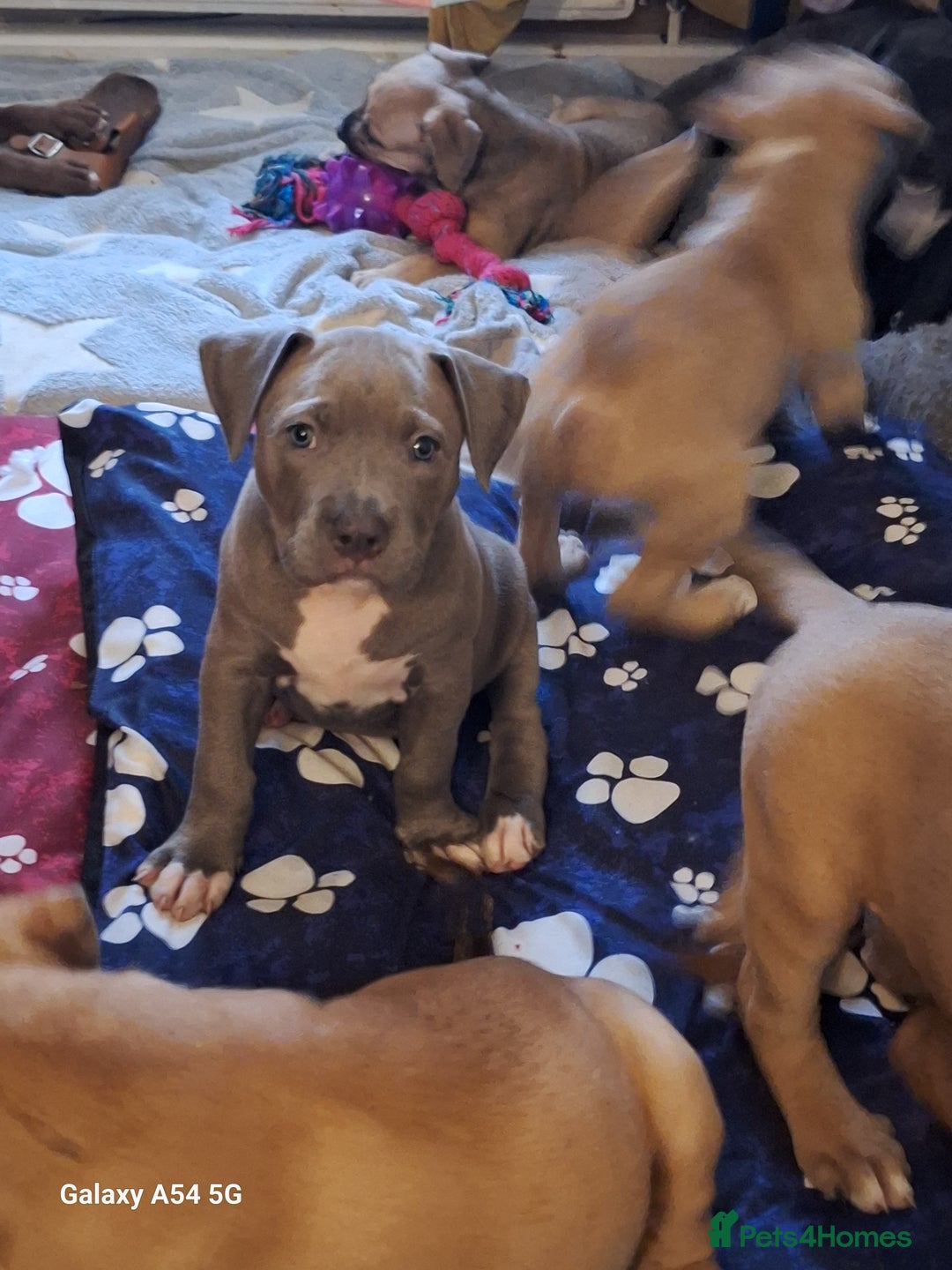 American Bulldog dogs for sale: 11 little hearts need their forever home - Advert 10