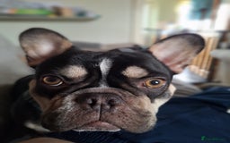 French Bulldog dogs for sale: Bruce French bulldog  - Image 1