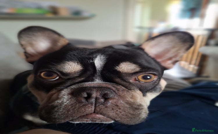 French Bulldog dogs - Advert 8