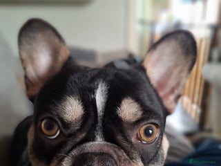 French Bulldog dogs - Advert 25