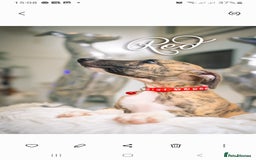 Whippet dogs for sale: Sadly for rehoming mother and son kc whippets. - Image 3